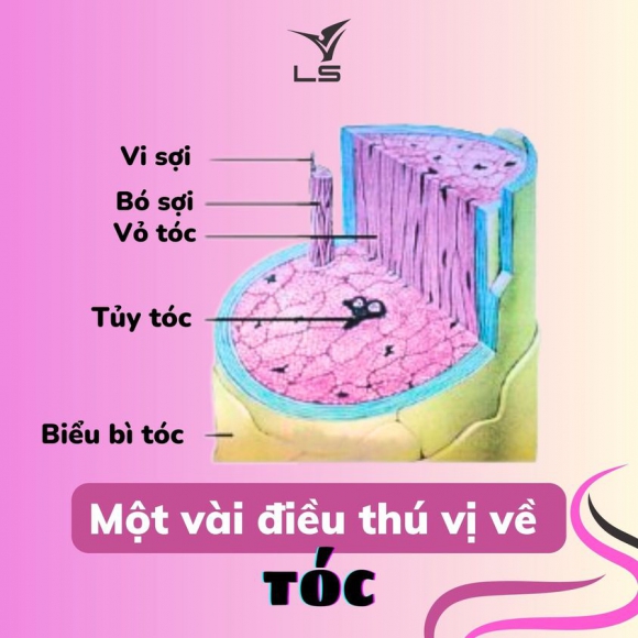 Một vài sự thật thú vị về tóc Một vài sự thật thú vị về tóc